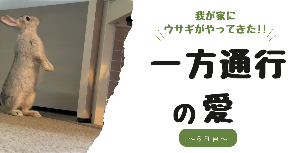 我が家にウサギがやってきた５日目は、主人の愛に全く反応してくれないウサギの話です。