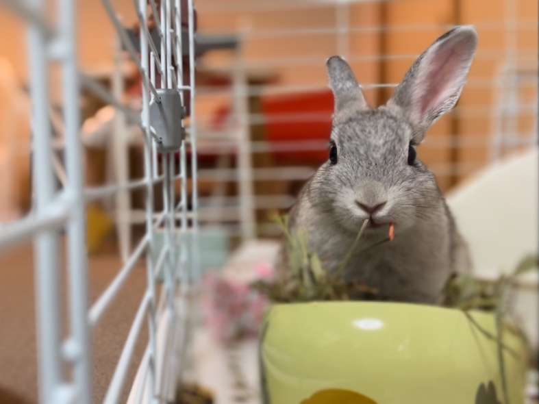 ご飯をムシャムシャ食べるウサギ