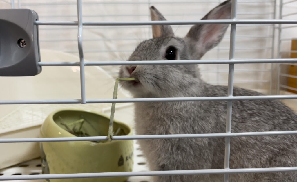 初めてのお家でど緊張。でも、チモシーをモグモグ食べるウサギ