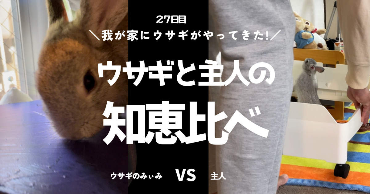 ウサギのみぃみか主人か、テレビ内侵入をめぐり、どちらが勝つか!?両者の知恵比べの膜が開く。