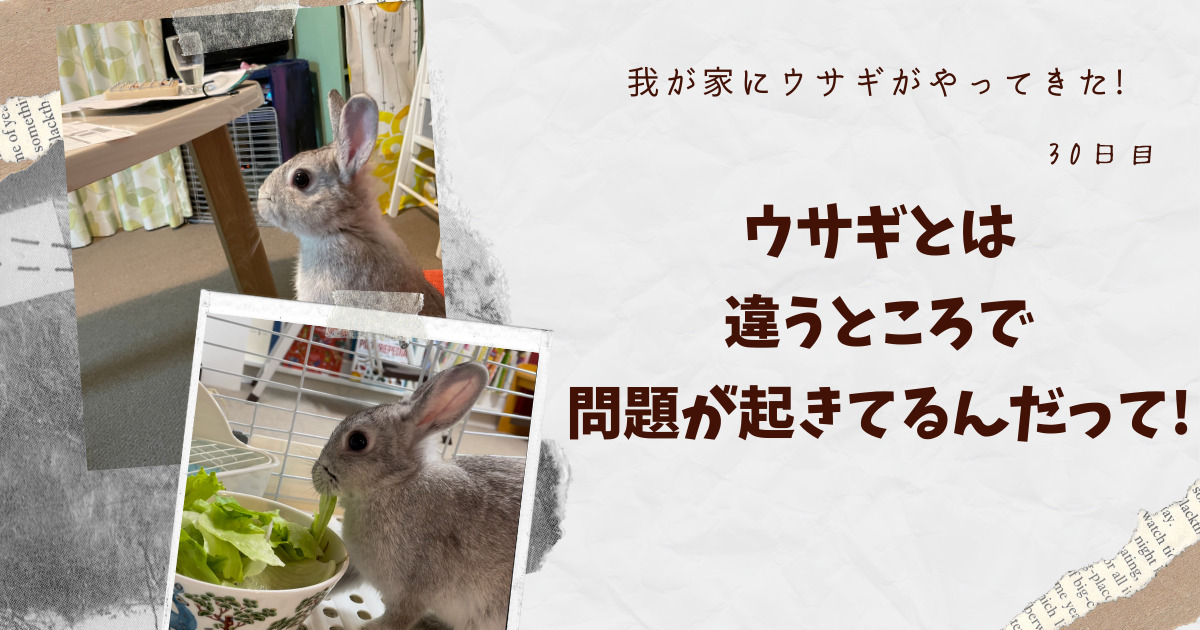 ウサギを飼うことで起こる問題はウサギに関わることだけではありません。今回はそこをフューチャーします!