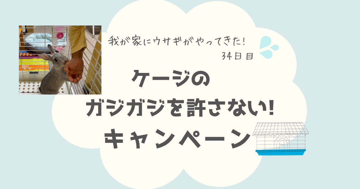 ケージのガジガジを止めさせるために家族で徹底することについて書きます。