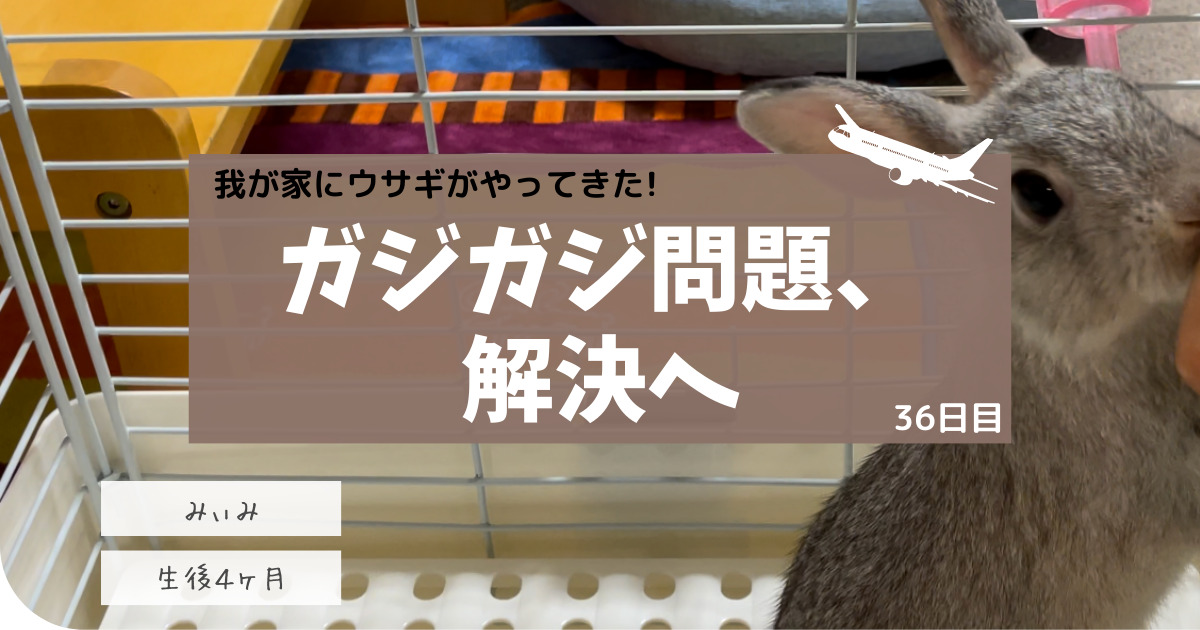 みぃみがケージをガジガジする問題に解決の道が見えた回です。