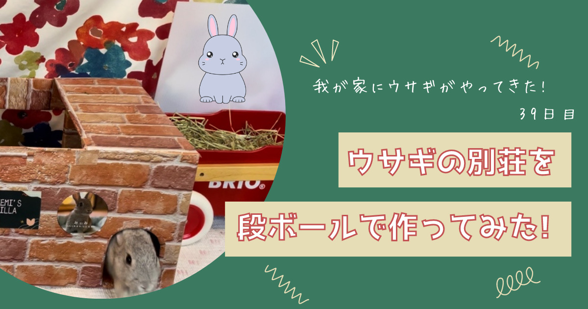 ウサギのみぃみに段ボールで作った別荘をプレゼント!さて、みぃみのリアクションは!?