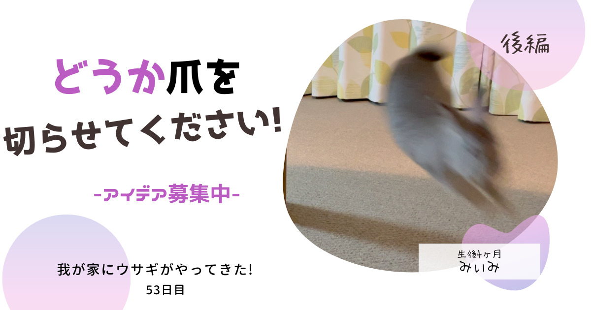 爪を切らせてくれないウサギ、みぃみ。傷物になりながら、奮闘する主人。どうすればいい？