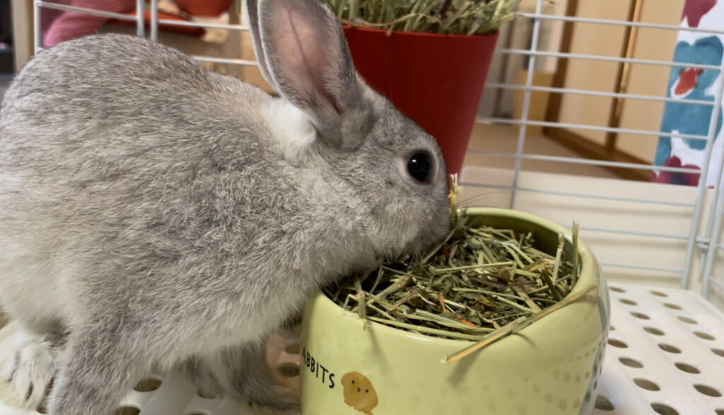 飯をガツガツ食うウサギ