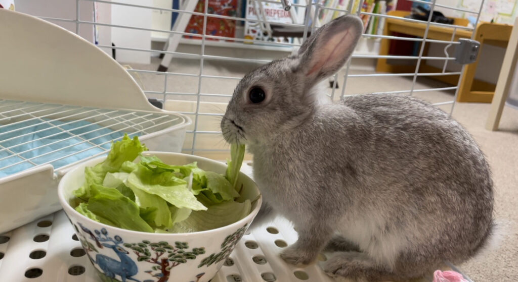 レタスをムシャムシャ食べるウサギ