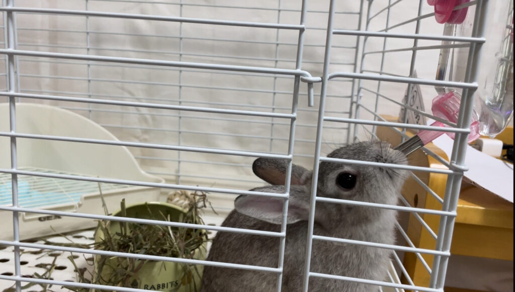 水をがぶ飲みするウサギ